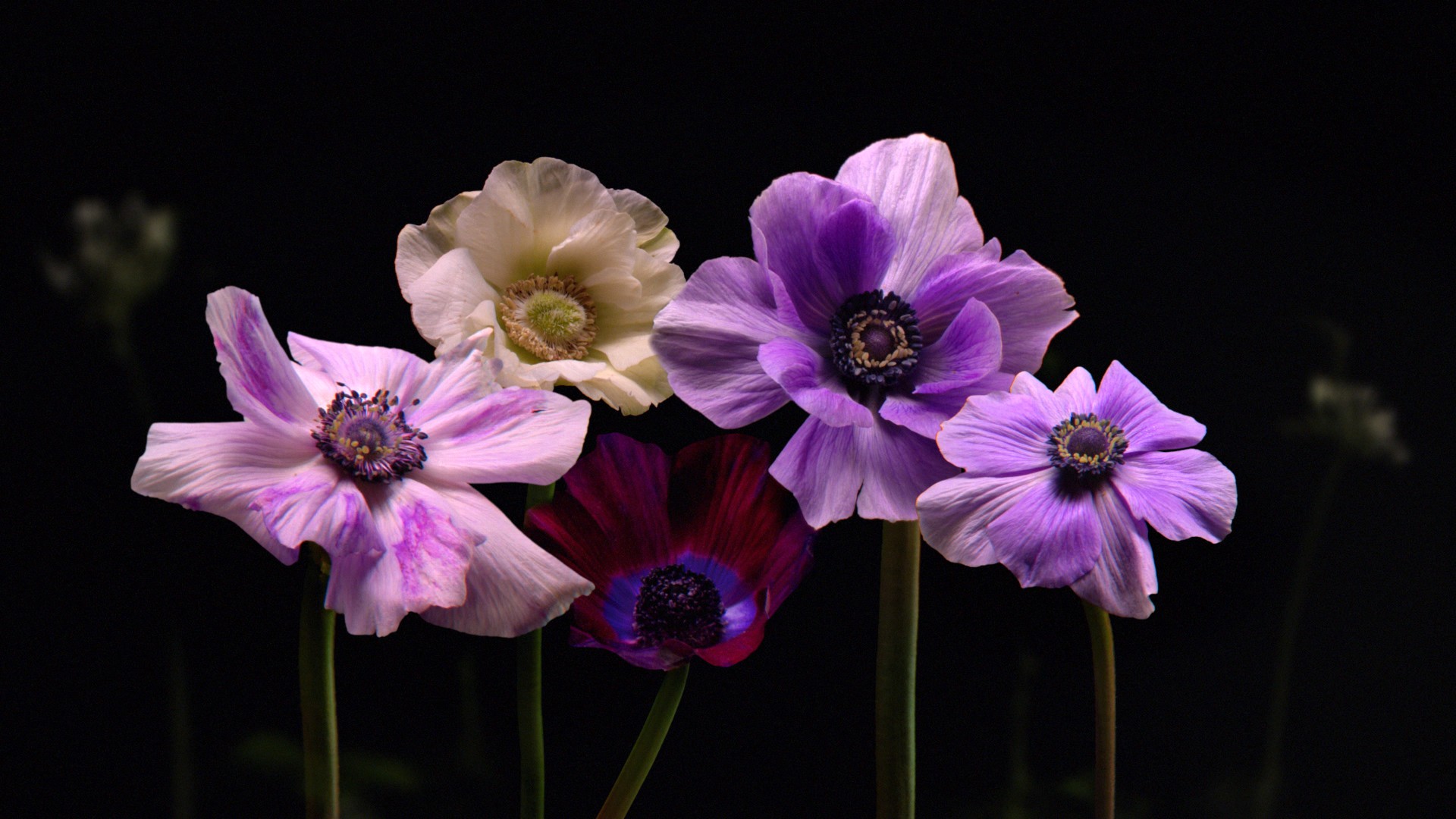 Project SNCF Flowers header
